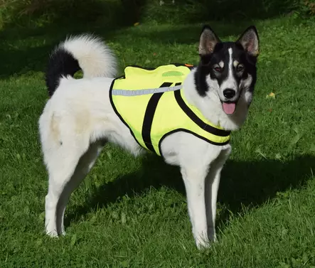 NordicDog Dina GPS-Hundeweste - Hundeausrüstung - 643801432470 - 1