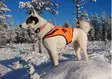 Kardog Jeri Auftriebweste - Hundeausrüstung - 6430067781750 - 1
