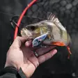 Rapala Snare 6cm 16g - Löffel - SN50 - 5