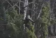 Ursuit Gemino Predator, Trockenanzug - Boots- und Rettungsanzüge - 001970 - 5