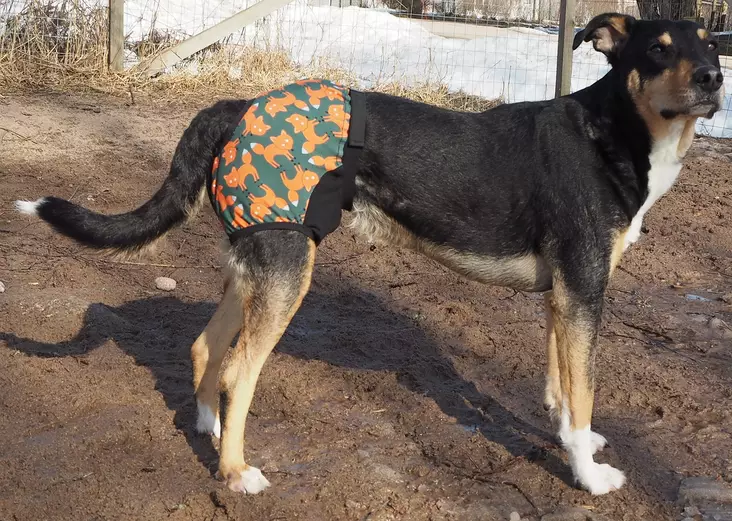 Kardog Lempi Laufhose, schwarz - Hundeausrüstung - 20150588890 - 1