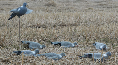 Taubenbild, Live-Tauben-Hautbild - Lockbilder - 0699900003220 - 1