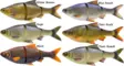 Savage Gear 4D Line Thru Roach 18cm 86g - Jigs und Shads - 5706301041301 - 1