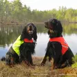 Hunde-Sicherheitsweste UKKO, Finnero - Hundeausrüstung - 6438406007592 - 4