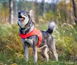 Hunde-Sicherheitsweste UKKO, Finnero - Hundeausrüstung - 6438406007592 - 3
