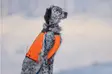 Non-Stop Hundeweste Jagdabdeckung - Hundeausrüstung - 707165201742 - 6