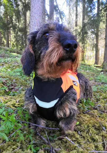 Kardog Inari GPS-Warnweste - Hundeausrüstung - 651561665 - 2