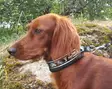 Kardog Hilma, halbverstellbares Halsband - Hundeausrüstung - 6430067782365 - 2
