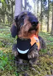 Kardog Inari GPS-Warnweste - Hundeausrüstung - 651561665 - 2