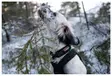 Non-Stop Rock Kragen, Hundehalsband - Hundeausrüstung - 7071652015555 - 3