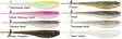 Rapala Mooch Minnow 8,8cm - 6Stück - Jigs und Shads - CCMMN35 - 1