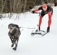 Flexibler Schlittenleine für einen Hund - Kickboard und Zubehör - 6430054950305 - 2