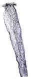 Wechselspitze, monofil, Tiefe 60 cm - Angelnetze - 6430010611646 - 1