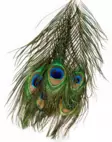 Veniard, Pfauenschnabel Tops - Natürliche Fliegenmaterialien - 053526042016 - 1