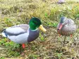 GHG Pro-Grade Vollkörper-Mallards, Aktiv - Lockbilder - 0700905722167 - 1