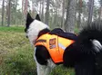 Kardog Raipe GPS-Sicherheitsweste - Hundeausrüstung - 20150588877 - 5