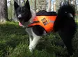 Kardog Raipe GPS-Sicherheitsweste - Hundeausrüstung - 20150588877 - 3