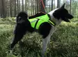 Kardog Raipe GPS-Sicherheitsweste - Hundeausrüstung - 20150588877 - 4