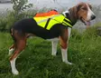 Kardog Raipe GPS-Sicherheitsweste - Hundeausrüstung - 20150588877 - 2