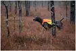 Non-Stop Jagdjacke Protector West - Hundeausrüstung - 1747 - 6