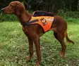 Kardog Raipe Netz GPS-Sicherheitsweste - Hundeausrüstung - 20150588878 - 1
