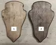 Rehbock Rückenteil, gebeizt - Trophäenprodukte - 0699914596399398 - 1