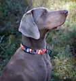 Halsband für Hunde Camocolor Orange, Finnero - Hundeausrüstung - 6438406009458 - 3