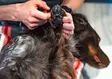 Non-Stop Pfotenpflege, Pfotenschutz - Hundeausrüstung - 7071652020398 - 2
