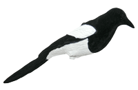 Eichhörnchen-Dekoration, Lebendige Elster Vollkörper - Lockbilder - 0699900007648 - 1