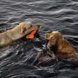Finnero Wave, schwimmendes Hundespielzeug - Hundeausrüstung - 6438406010219 - 3