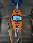 Genzo elektronische Wildwaage 300kg - Sonstige Fleischverarbeitungsprodukte - 7333080043449 - 2