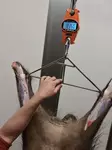 Genzo elektronische Wildwaage 300kg - Sonstige Fleischverarbeitungsprodukte - 7333080043449 - 3